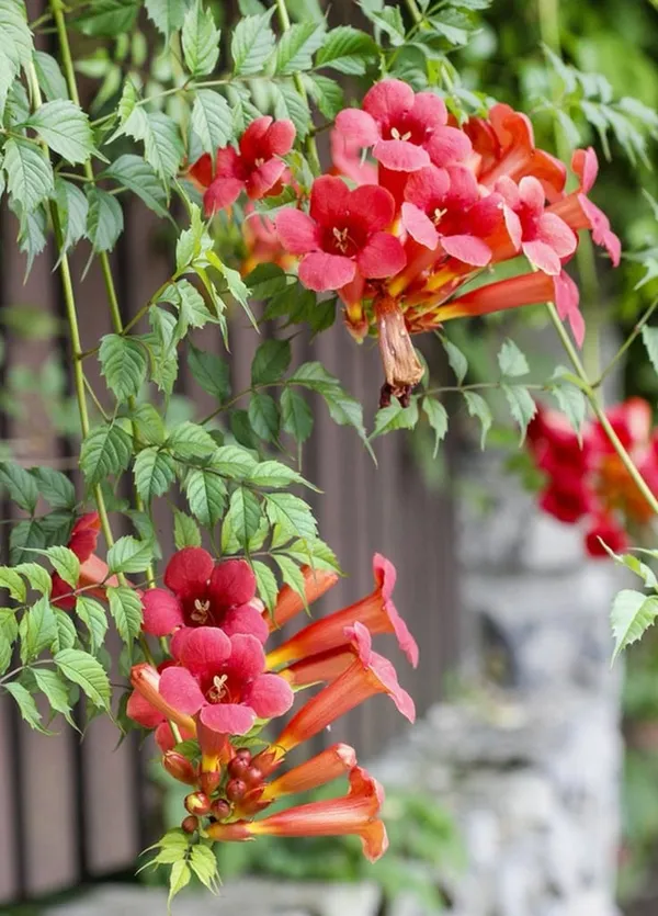 Red_Trumpet_Tebuebia_Flower_Plant__(Pack_Of_1)