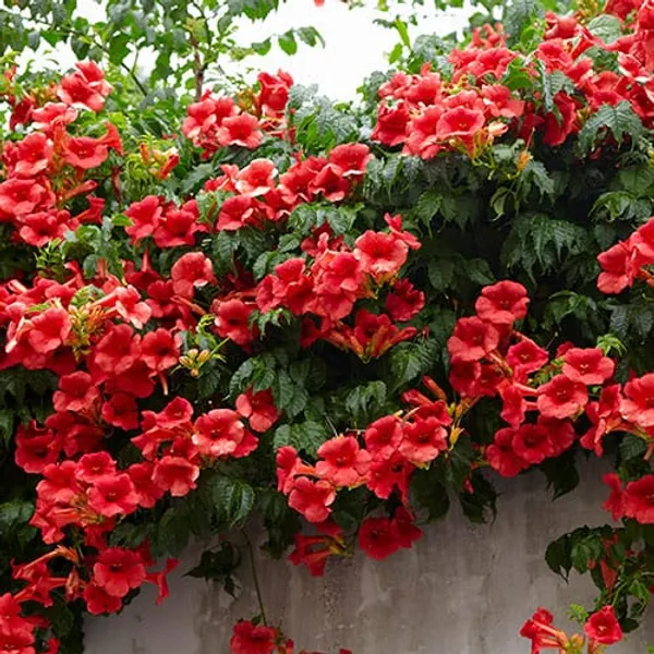 Red_Trumpet_Tebuebia_Flower_Plant__(Pack_Of_1)