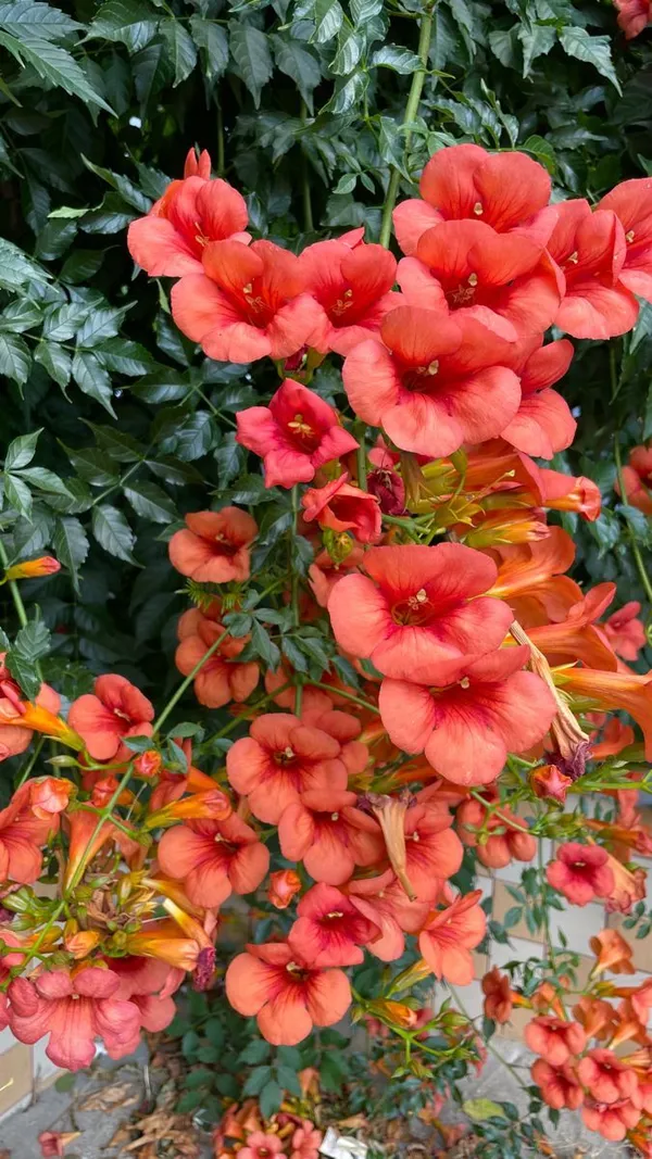 Red_Trumpet_Tebuebia_Flower_Plant__(Pack_Of_1)