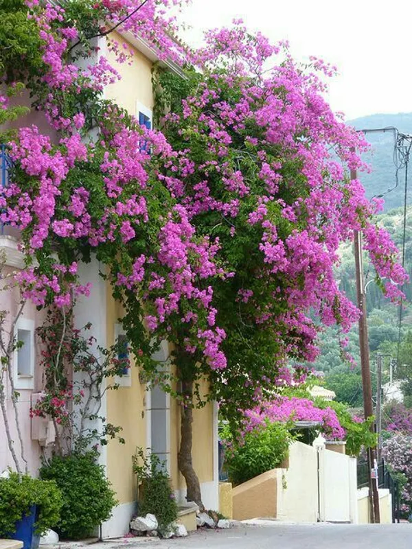Royal_Purple_Bougainvillea