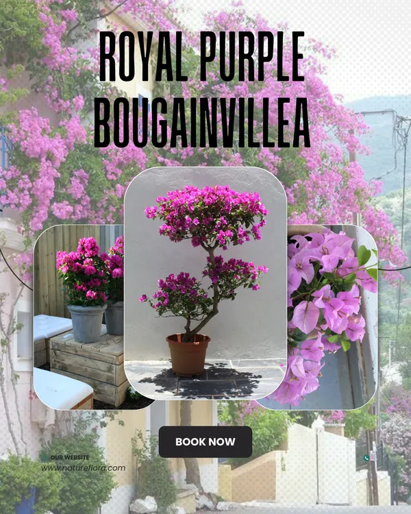 Royal_Purple_Bougainvillea