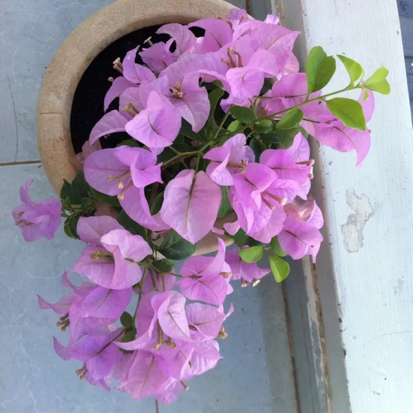 Royal_Purple_Bougainvillea