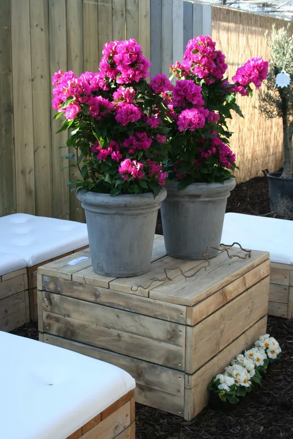 Royal_Purple_Bougainvillea