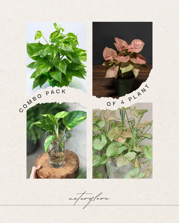 Syngonium+Money_Pack_Of_4