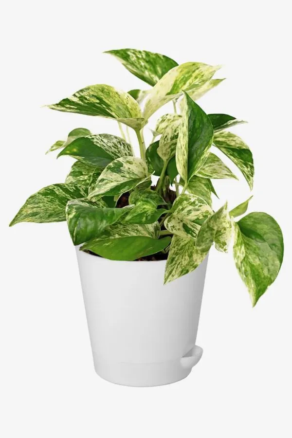 Syngonium+Money_Pack_Of_4