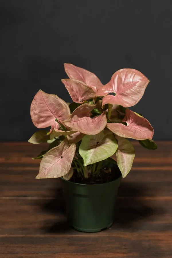 Syngonium+Money_Pack_Of_4