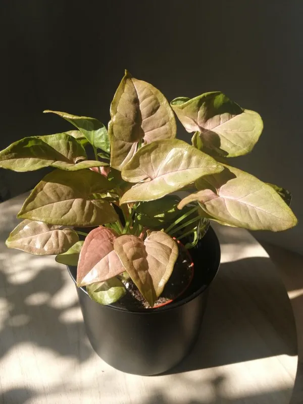 Syngonium+Money_Pack_Of_4