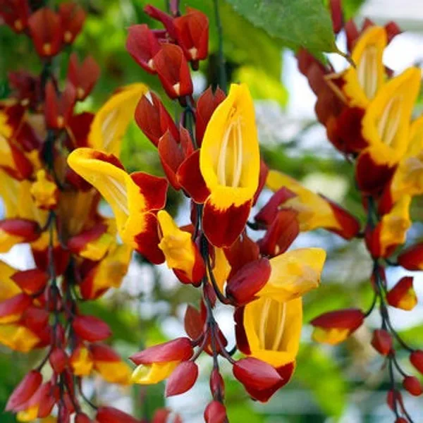 Thunbergia_Mysorensis_Rare_Flower_Live_Plant_(1.3-5_Hight_Pack_Of-1_)