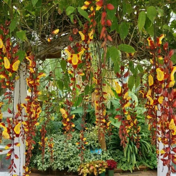 Thunbergia_Mysorensis_Rare_Flower_Live_Plant_(1.3-5_Hight_Pack_Of-1_)