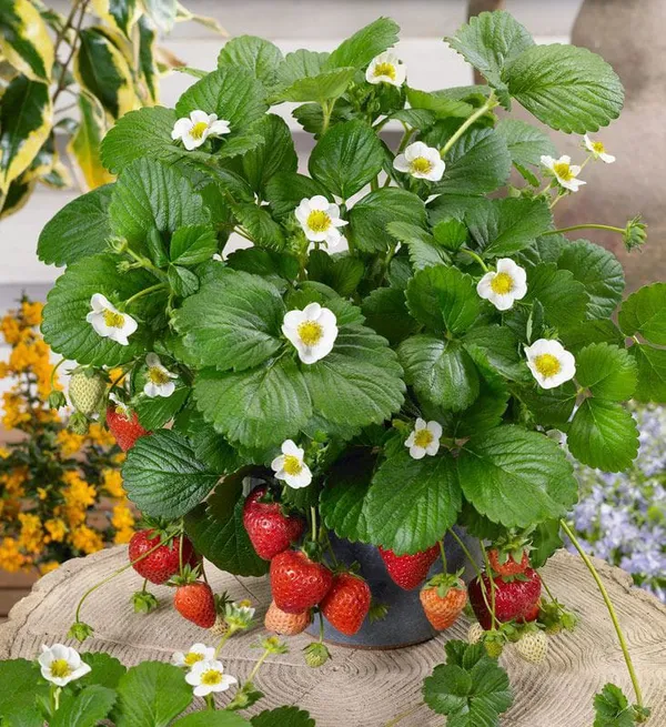 Tigora_Strawberry_Plant_I_Hybrid_(Pack_Of_1)