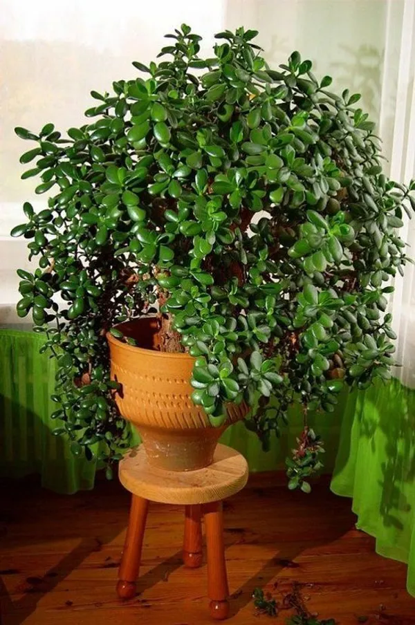 Treasure_Stone_Jade_Plant