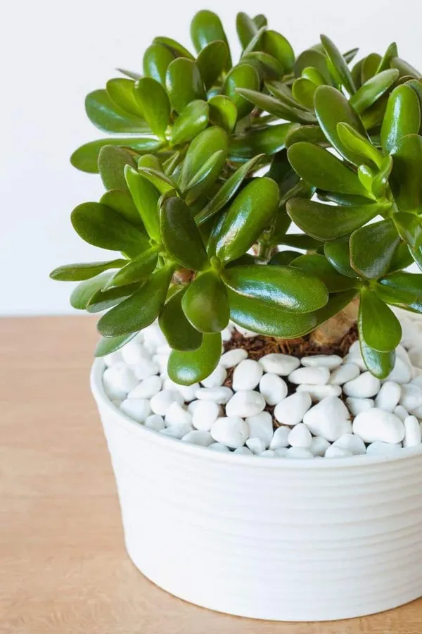 Treasure_Stone_Jade_Plant