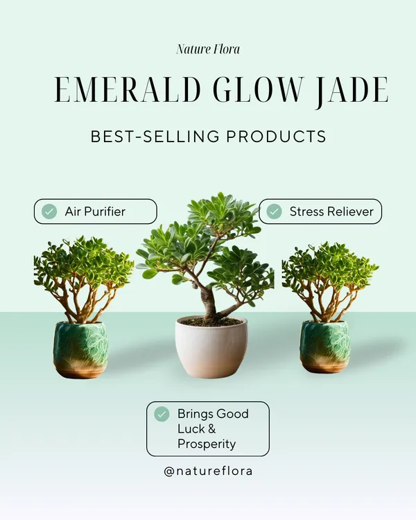 Treasure_Stone_Jade_Plant