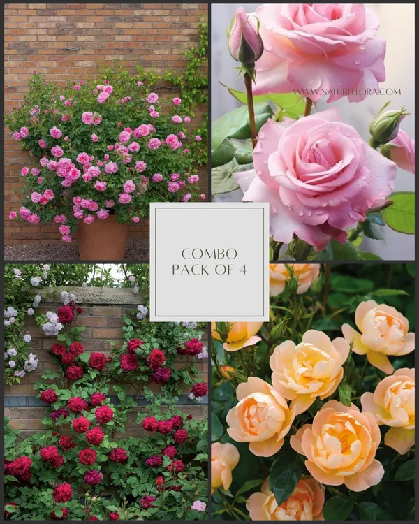Uniqe_Rose_Pck_Of_4