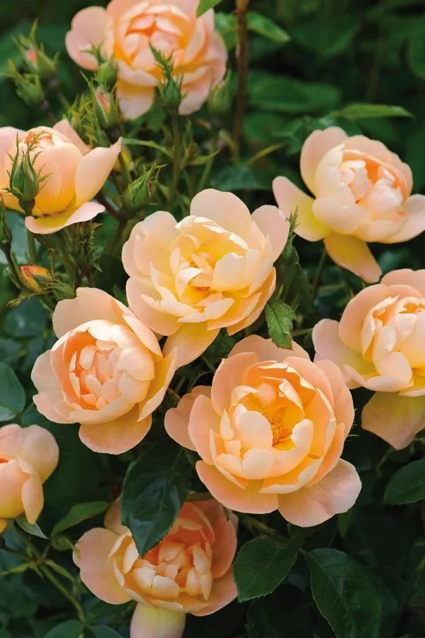 Uniqe_Rose_Pck_Of_4