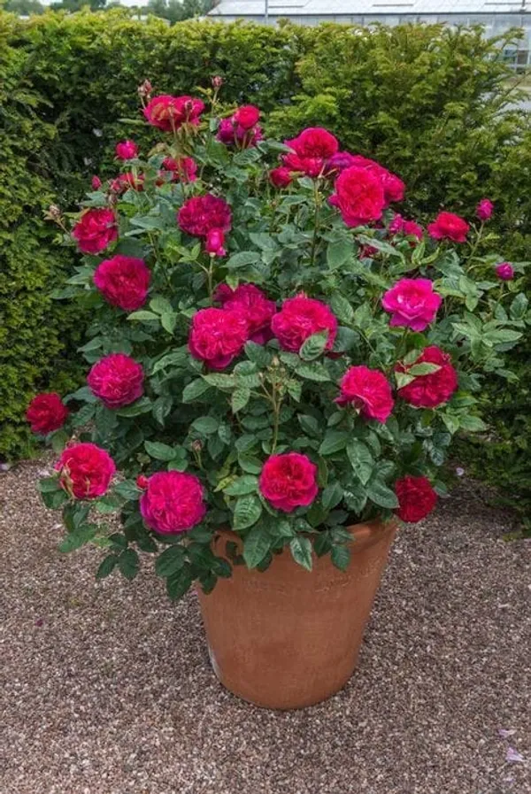 Uniqe_Rose_Pck_Of_4