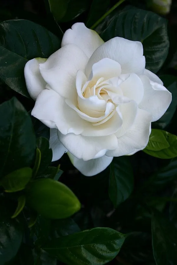 White_Rose_Plant