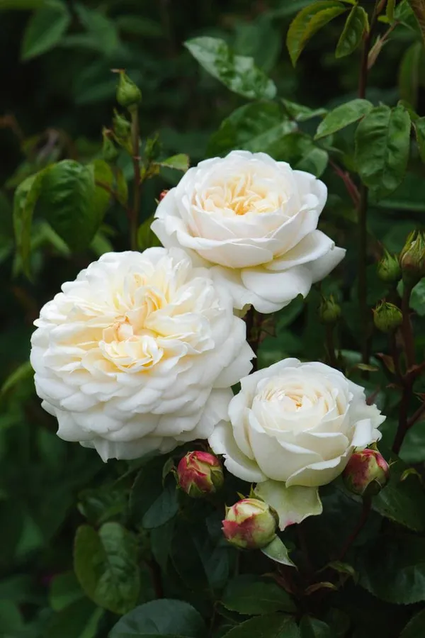 White_Rose_Plant