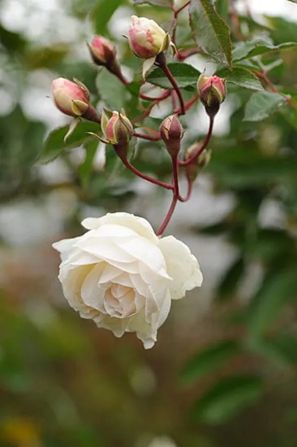 White_Rose_Plant