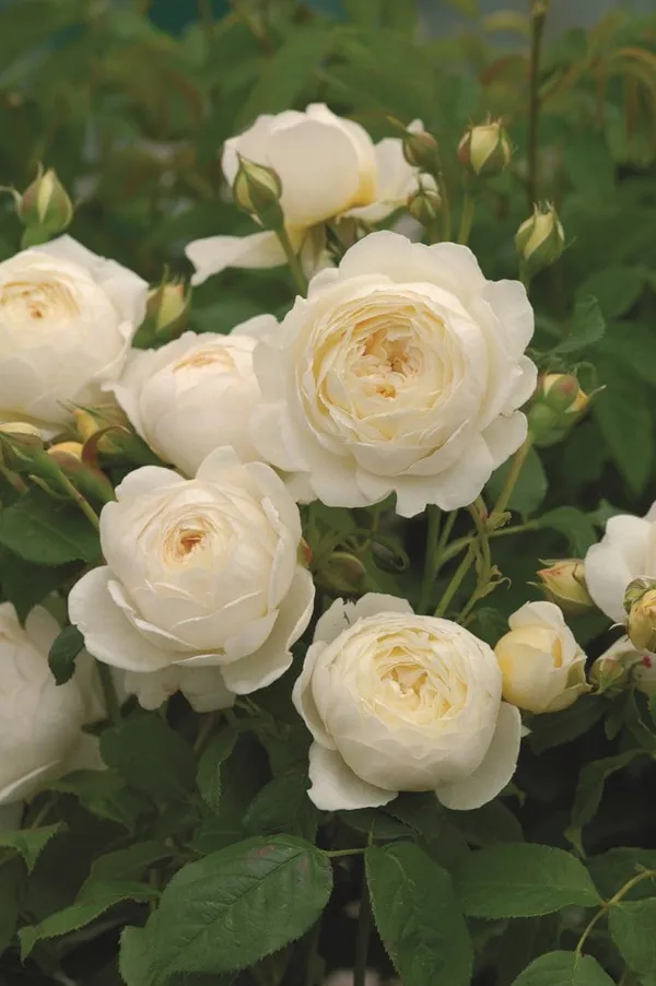 White_Rose_Plant