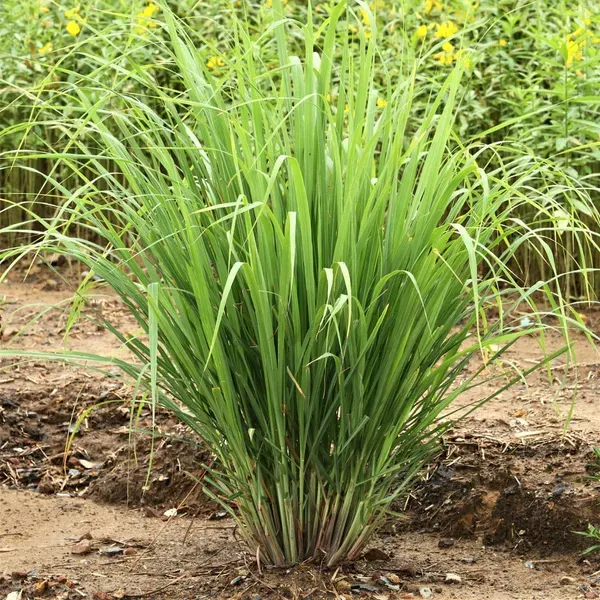 Green_Lemongrass__Kitchen_Plants