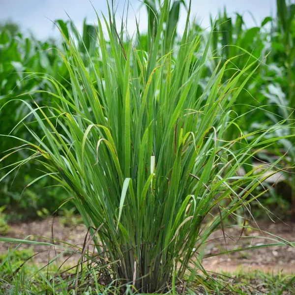 Green_Lemongrass__Kitchen_Plants