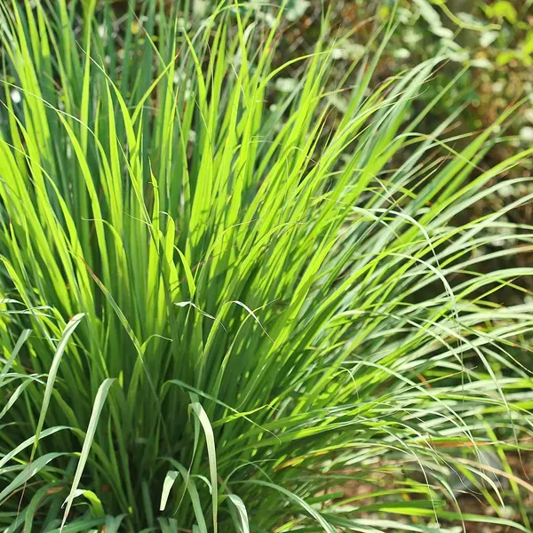 Green_Lemongrass__Kitchen_Plants