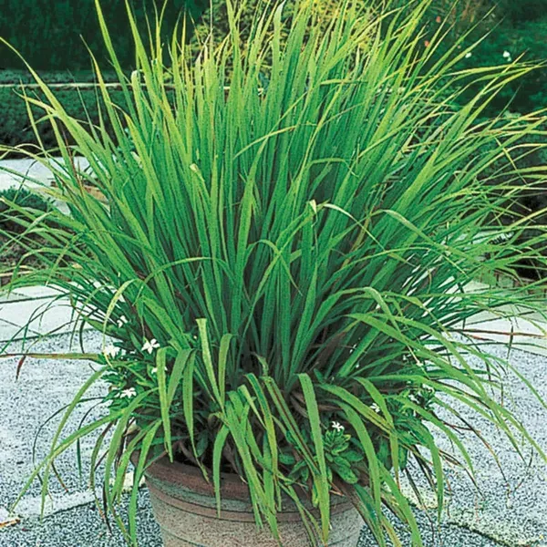 Green_Lemongrass__Kitchen_Plants
