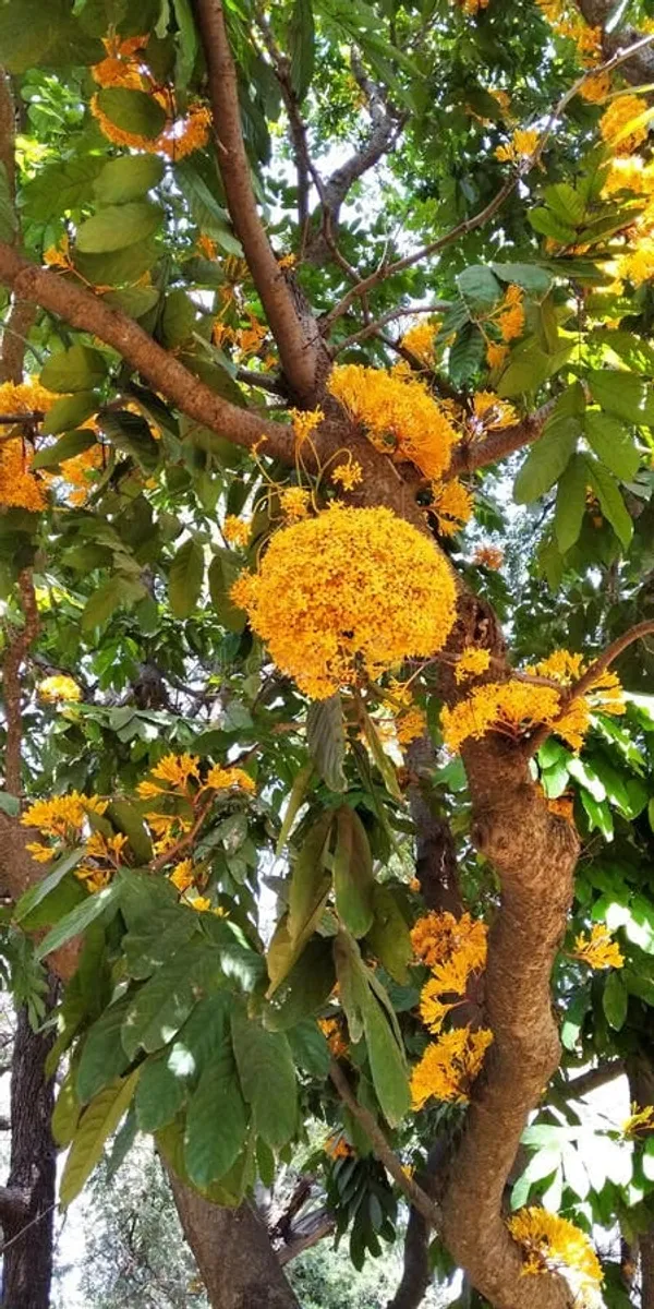 Yellow_Ashoka_Tree_Flower_(1.5-3_Feet_Height_Pack_Of_1)