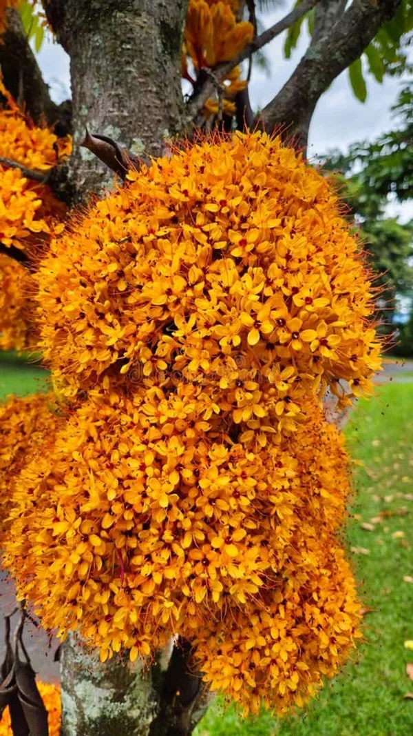 Yellow_Ashoka_Tree_Flower_(1.5-3_Feet_Height_Pack_Of_1)