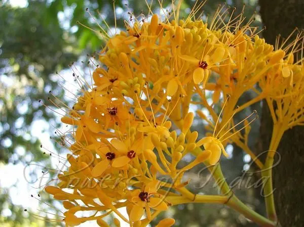 Yellow_Ashoka_Tree_Flower_(1.5-3_Feet_Height_Pack_Of_1)