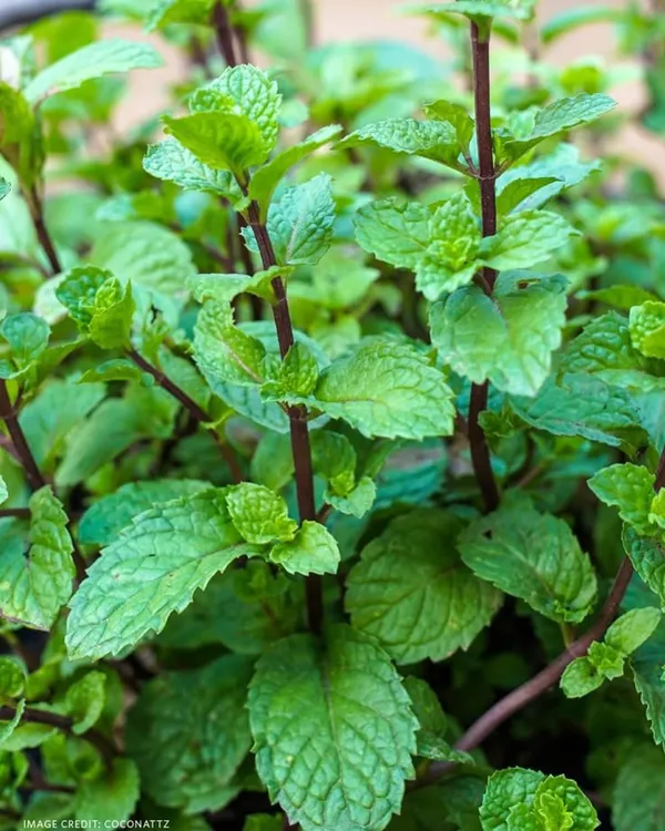 Mint_leaf_hybrid_plant_(Pack_of_1)