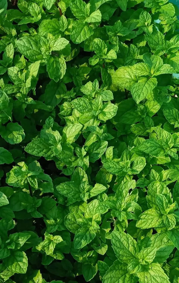 Mint_leaf_hybrid_plant_(Pack_of_1)