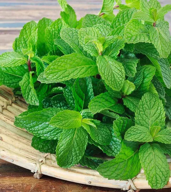 Mint_leaf_hybrid_plant_(Pack_of_1)