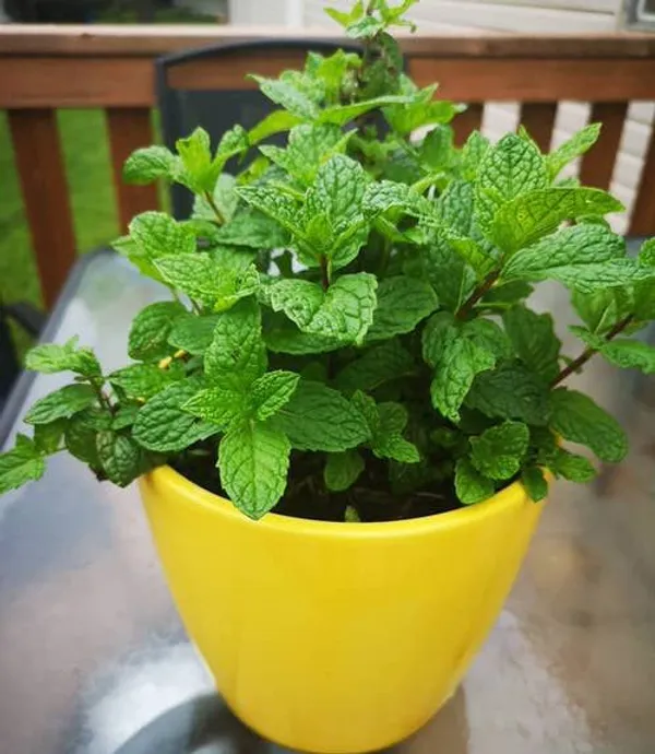 Mint_leaf_hybrid_plant_(Pack_of_1)