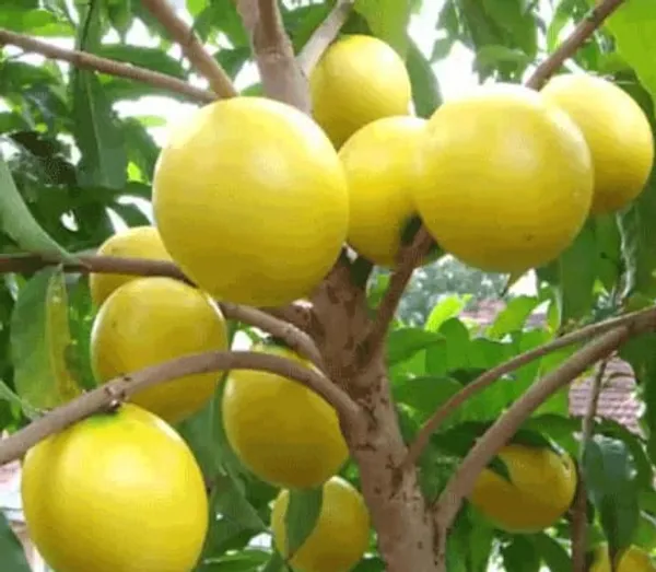 hybrid_gaint_abiu_fruit_plant