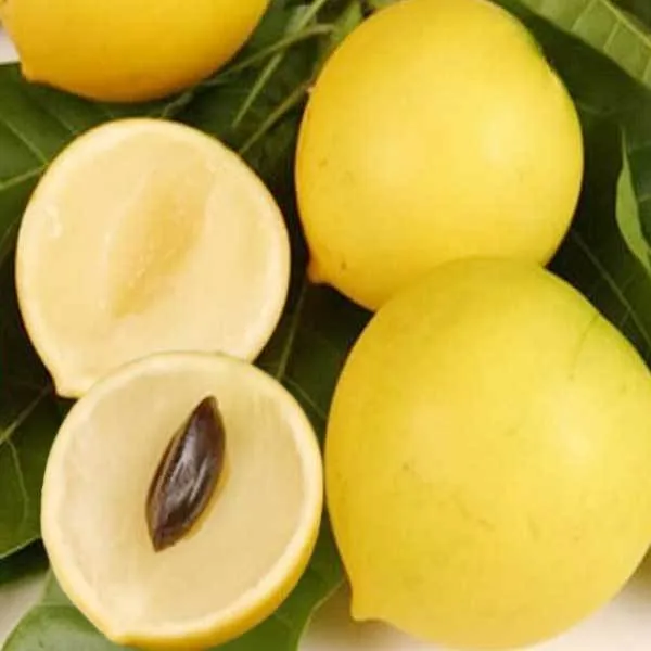 hybrid_gaint_abiu_fruit_plant