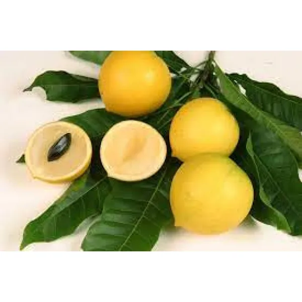 hybrid_gaint_abiu_fruit_plant