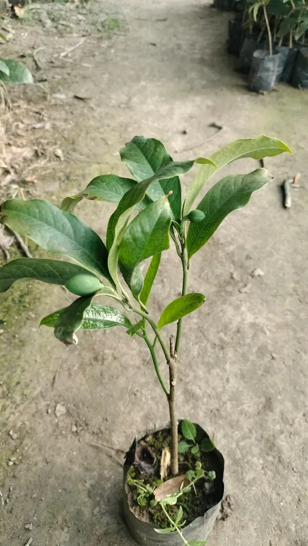 Hybrid__Egg_Magnolia_Plant_(Pack_Of_1)