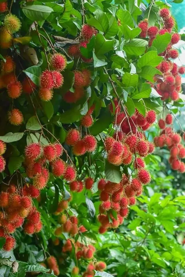 Red_Rambutan_Fruit_Plant_(Pack_Of_1)