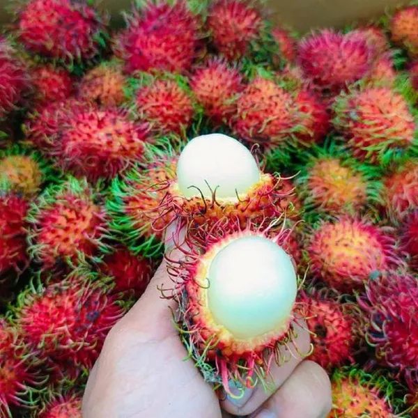 Red_Rambutan_Fruit_Plant_(Pack_Of_1)