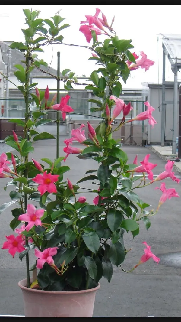 Hybrid_Mandevilla_Pink_Flower_Plant_(Pack_Of-1)