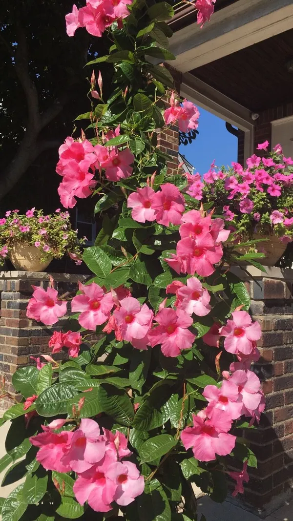 Hybrid_Mandevilla_Pink_Flower_Plant_(Pack_Of-1)