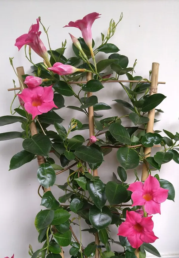 Hybrid_Mandevilla_Pink_Flower_Plant_(Pack_Of-1)
