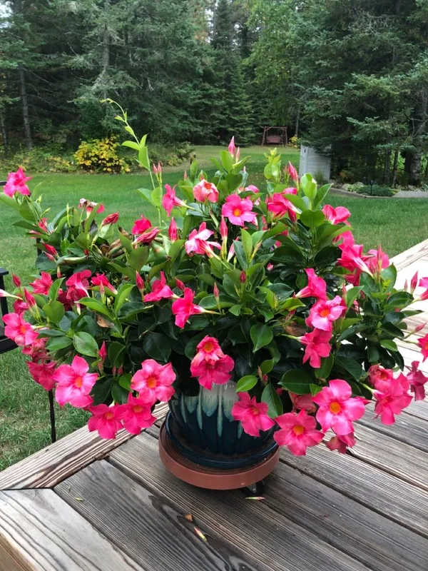 Hybrid_Mandevilla_Pink_Flower_Plant_(Pack_Of-1)