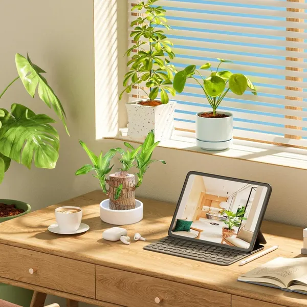 Mini_Brazil_Lucky_Wood_Hydroponic_Plant_Stump_Potted_Small_Indoor_Or_Office_Plant_Lucky_Wood_Plant_For_Bedroom_Four_Seasons