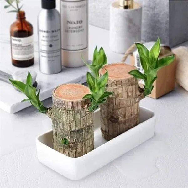 Mini_Brazil_Lucky_Wood_Hydroponic_Plant_Stump_Potted_Small_Indoor_Or_Office_Plant_Lucky_Wood_Plant_For_Bedroom_Four_Seasons