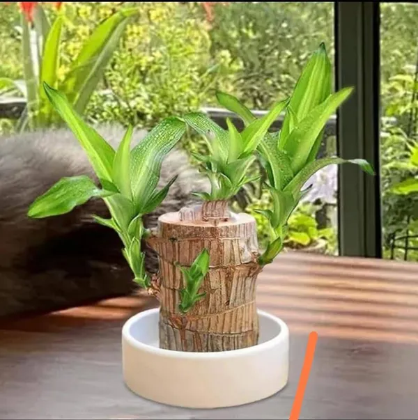 Mini_Brazil_Lucky_Wood_Hydroponic_Plant_Stump_Potted_Small_Indoor_Or_Office_Plant_Lucky_Wood_Plant_For_Bedroom_Four_Seasons