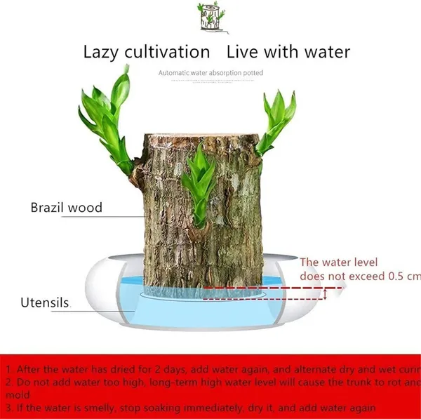 Mini_Brazil_Lucky_Wood_Hydroponic_Plant_Stump_Potted_Small_Indoor_Or_Office_Plant_Lucky_Wood_Plant_For_Bedroom_Four_Seasons
