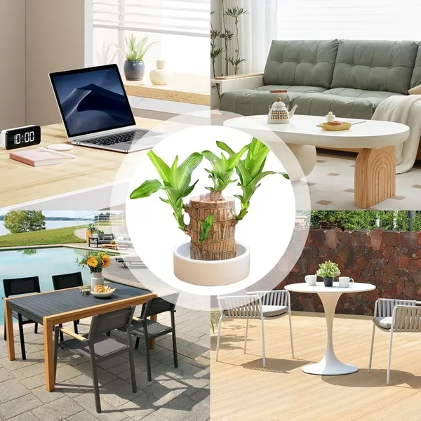 Mini_Brazil_Lucky_Wood_Hydroponic_Plant_Stump_Potted_Small_Indoor_Or_Office_Plant_Lucky_Wood_Plant_For_Bedroom_Four_Seasons